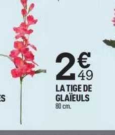 la tige de glaïeuls