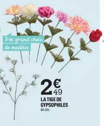 la tige de gypsophiles