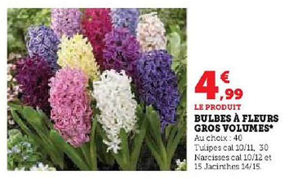 bulbes à fleurs gros volumes