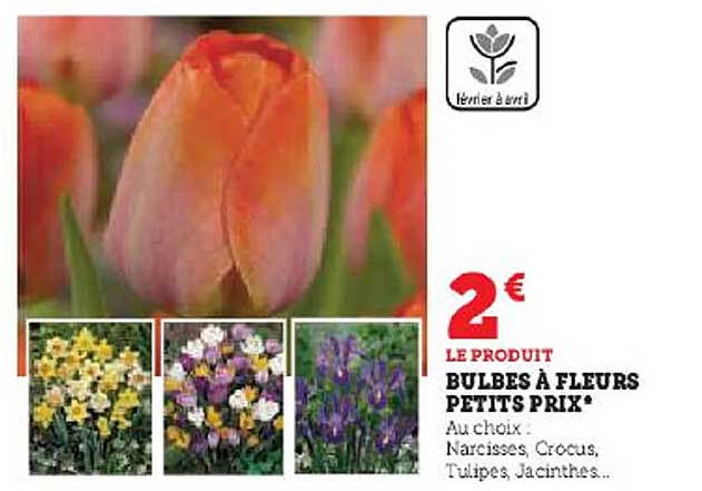 bulbes à fleurs petits prix