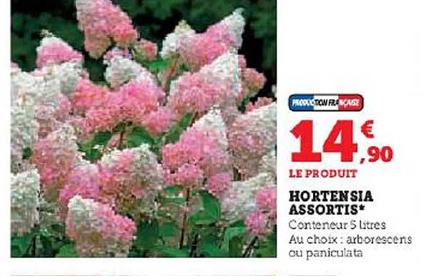 Hortensia Assortis