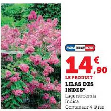 lilas des indes