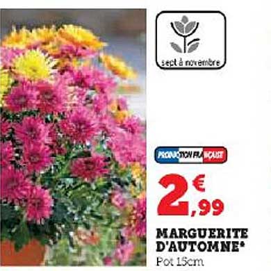 marguerite d'automne