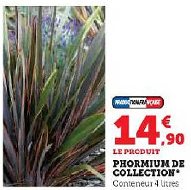 Phormium De Collection