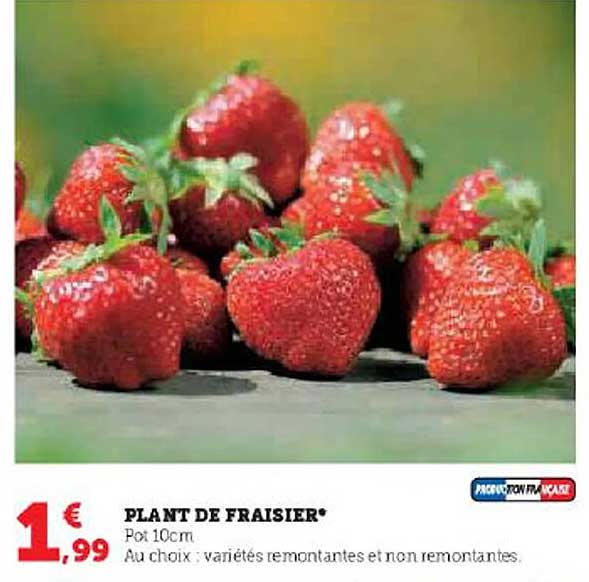 plant de fraisier