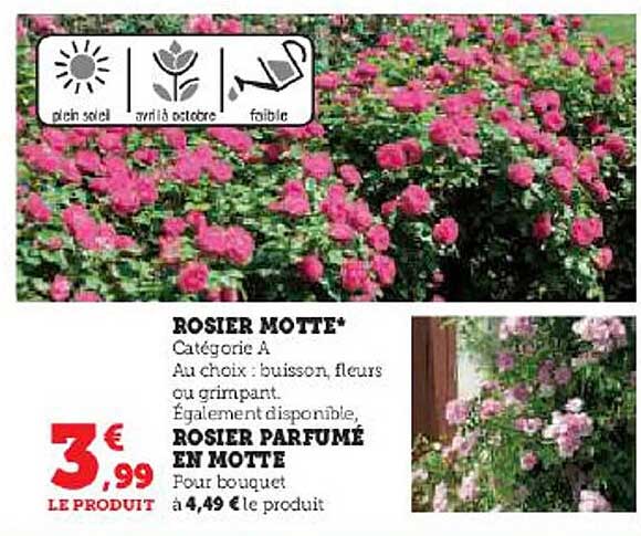 rosier motte, rosier parfumé en motte