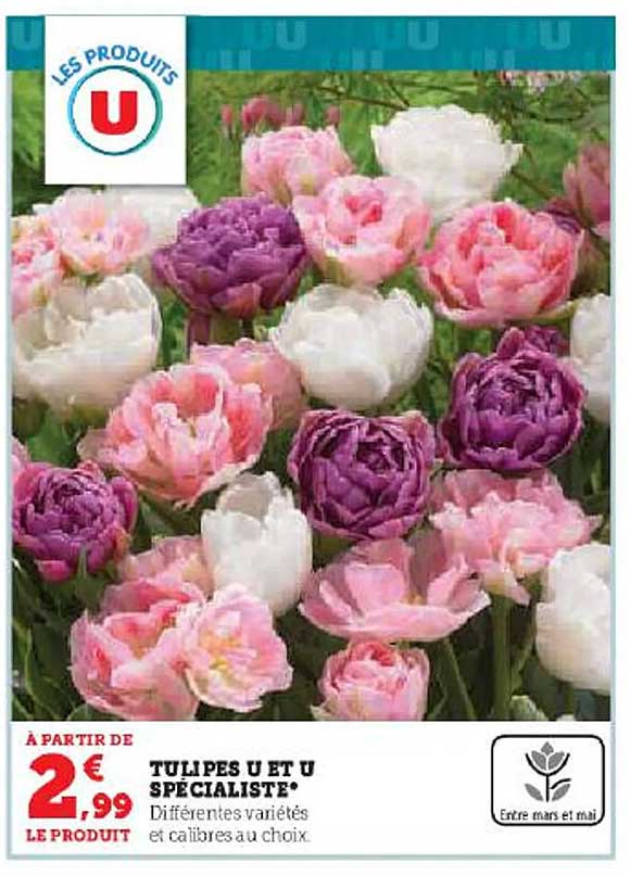 Tulipes U Et U Spécialiste