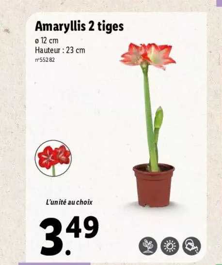 amaryllis 2 tiges