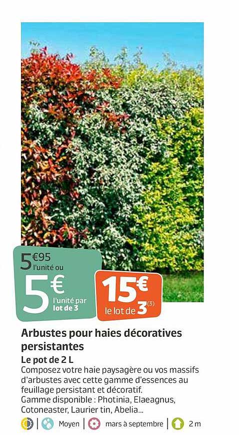 arbustes pour haies décoratives persistantes