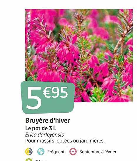 bruyère d'hiver
