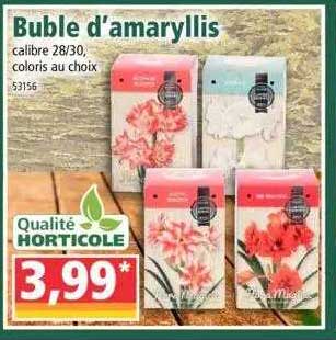 buble d'amaryllis