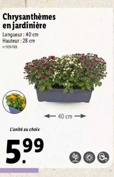 Chrysanthèmes En Jardinière