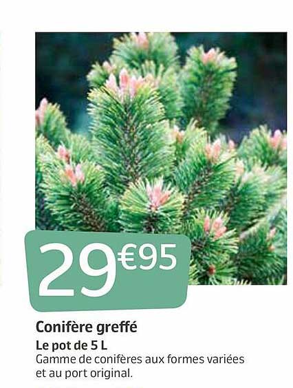conifère greffé