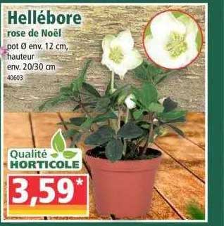 hellébore rose de noël