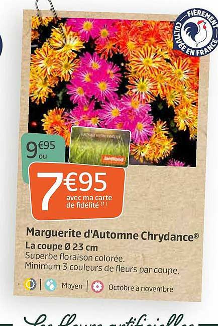 marguerite d'automne chrydance®