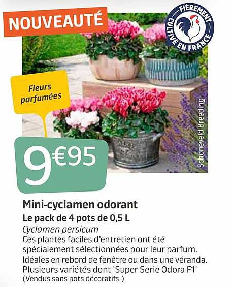 mini-cyclamen odorant