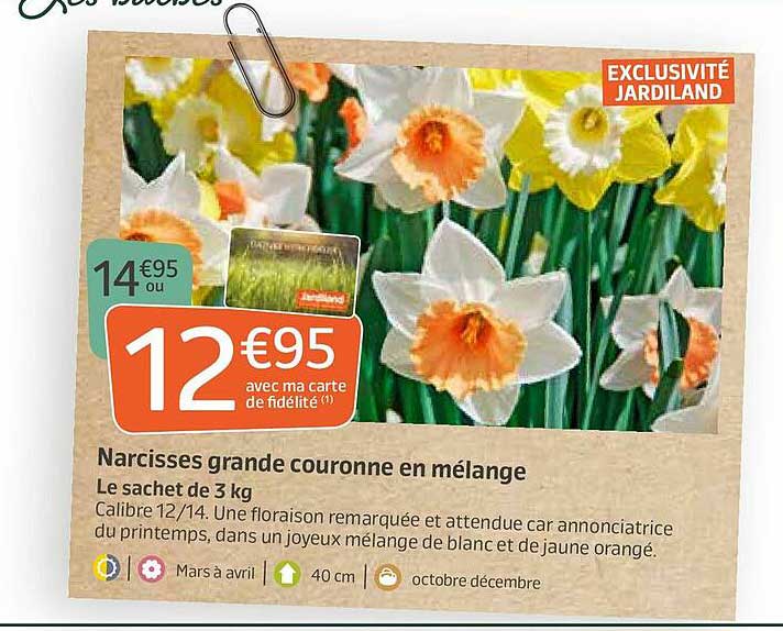 Narcisses Grande Couronne En Mélange