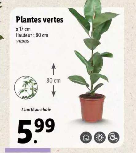 Plantes Vertes