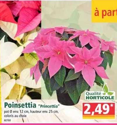 poinsettia "princettia"