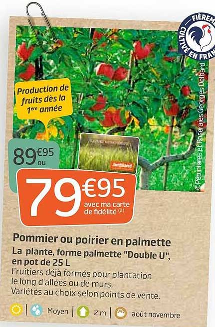 pommier ou poirier en palmette
