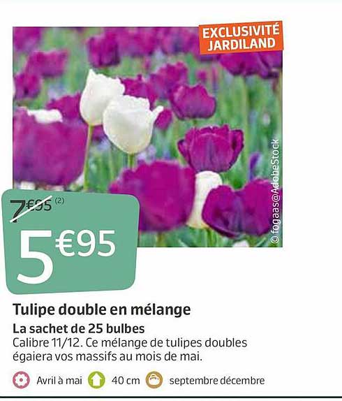 Tulipe Double En Mélange