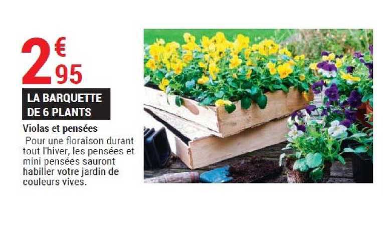 violas et pensées la barquette de 6 plants