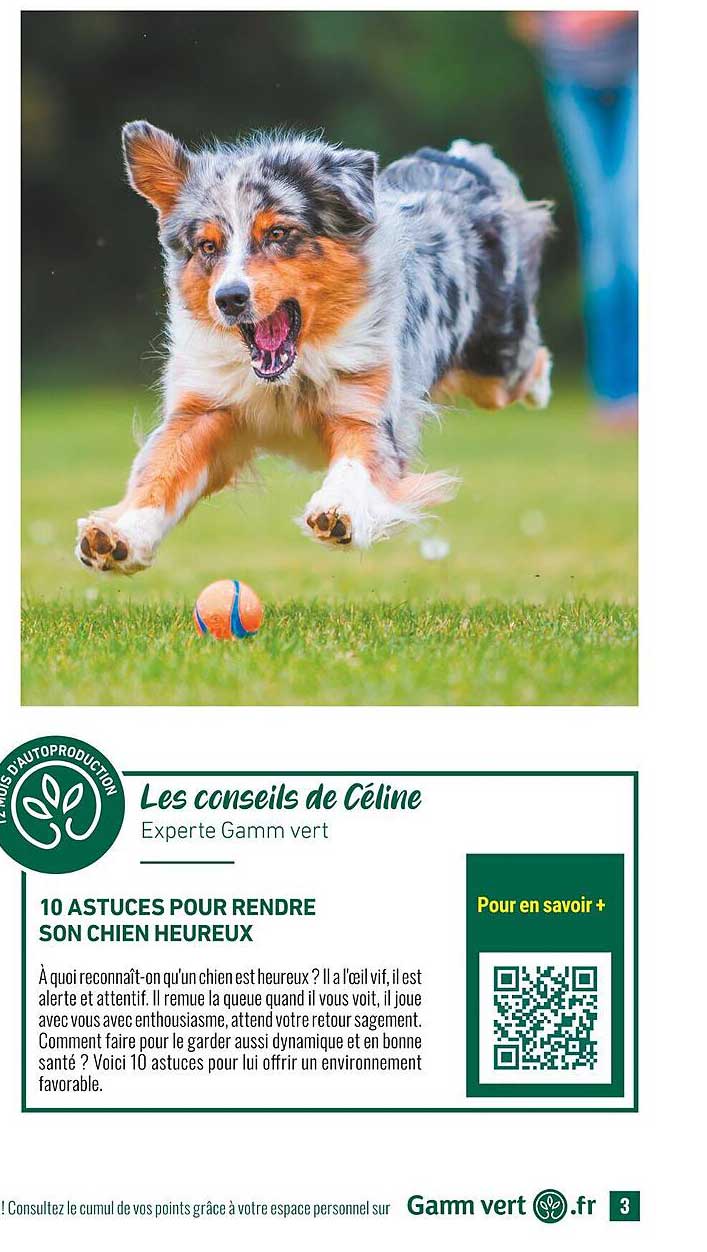 10 astuces pour rendre son chien  heureux