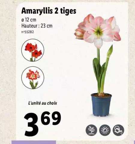 amaryllis 2 tiges