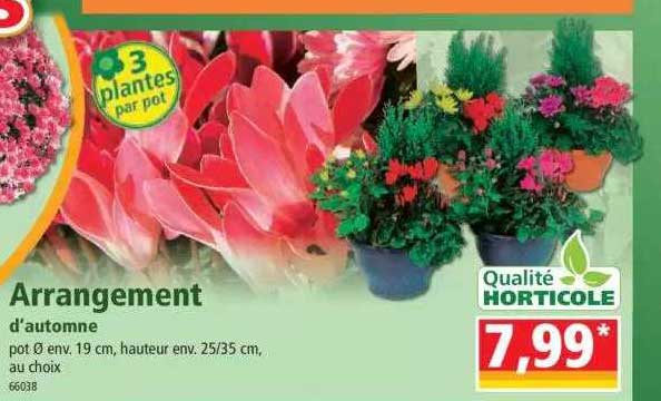 arrangement d'automne