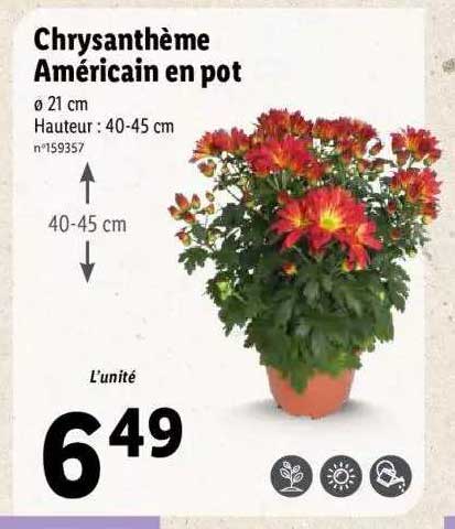 Chrysanthème Américain En Pot