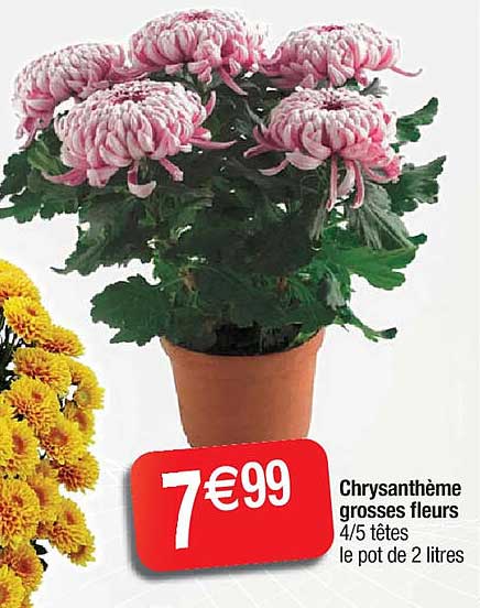 Chrysanthème Grosses Fleurs