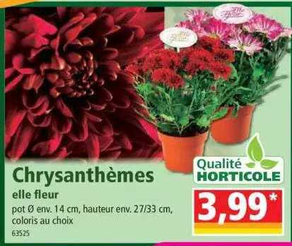 Chrysanthèmes Elle Fleur