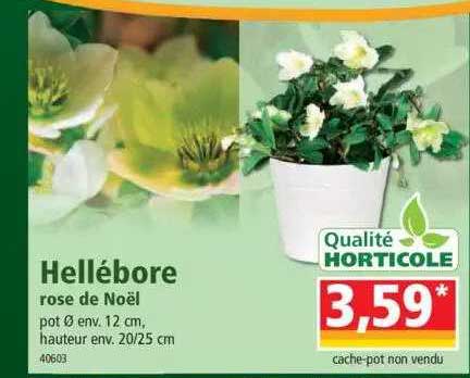 héllébore rose de noël