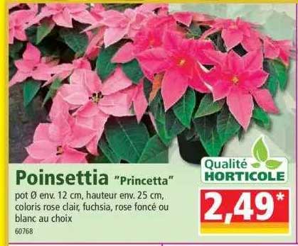 poinsettia "princetta"