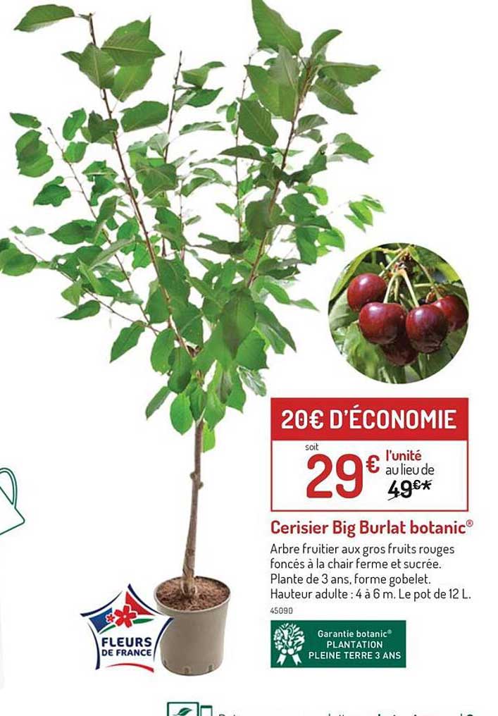 cerisier big burlat botanic