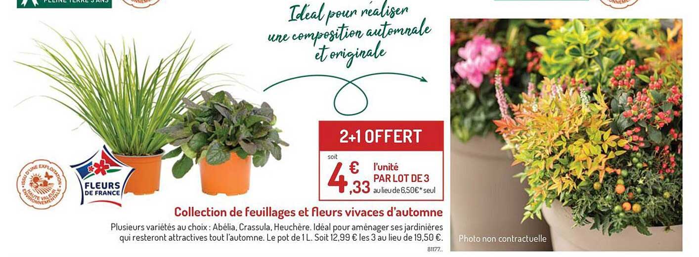 collection de feuillages et fleurs vivaces d'automne