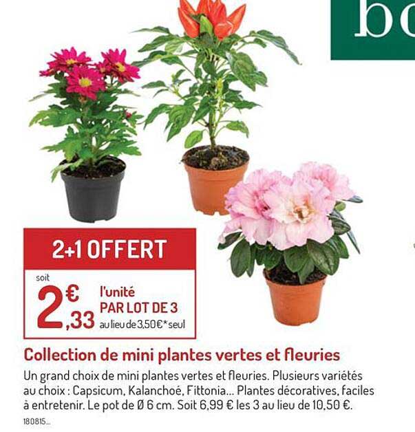 collection de mini plantes vertes et fleuries