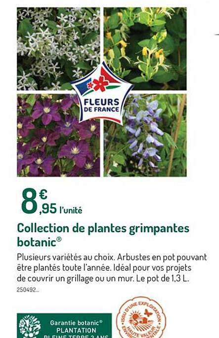 collection de plantes grimpantes botanic