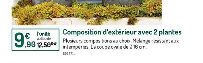 composition d'extérieur avec 2 plantes