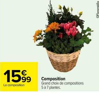 composition grand choix de compositions 5 à 7 plantes