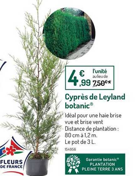 Cyprès De Leyland Botanic
