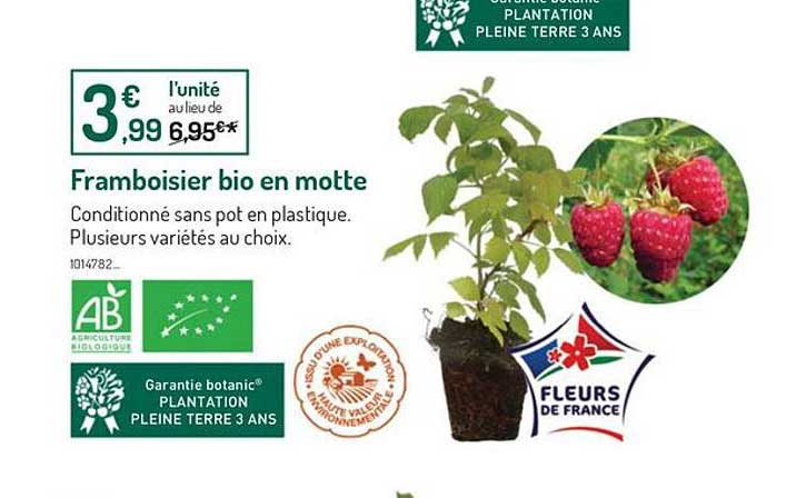 framboisier bio en motte