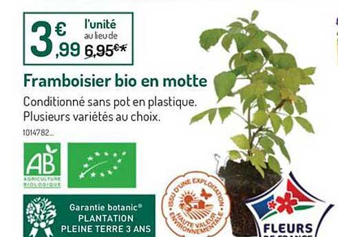 framboisier bio en motte