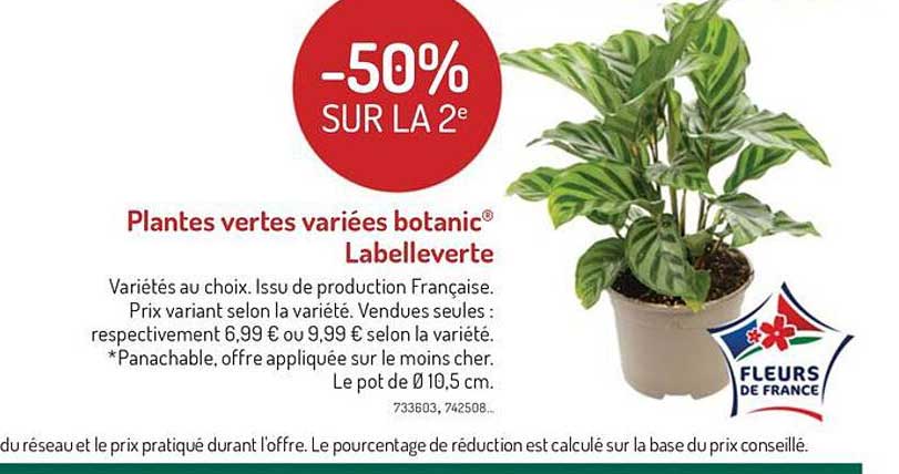 Plantes Vertes Variées Botanic Labelleverte