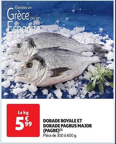 dorade royale et dorade pagrus major (pagre)
