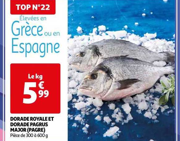 dorade royale et dorade pagrus major (pagre)