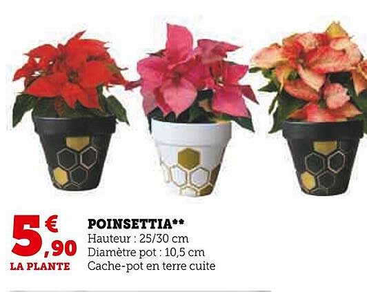 poinsettia