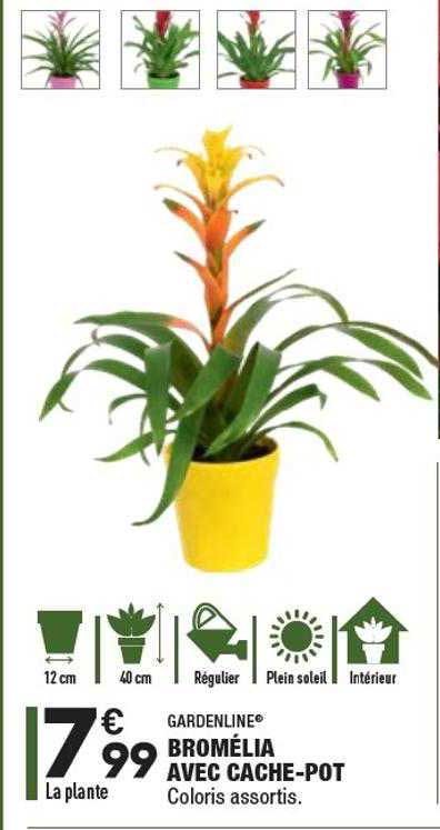 bromélia avec cache-pot gardenline