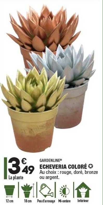 echeveria coloré gardenline