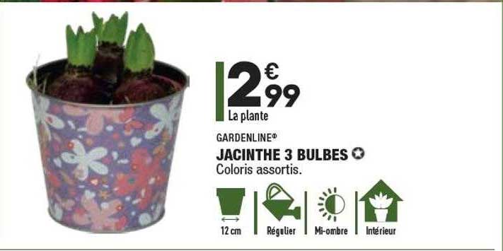 Jacinthe 3 Bulbes Gardenline